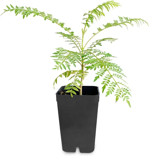 Miniatura 2 de My Shelfie - Árbol de jacaranda para bonsái, árbol de 3 a 4 pulgadas de alto en maceta de 2 pulgadas, plantas vivas de resistencia al aire libre