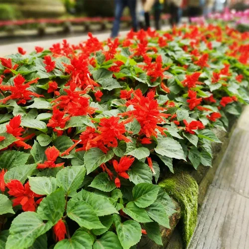 Miniatura 4 de 50 semillas de flores de salvia escarlata para plantar, semillas de Salvia raras perennes, semillas de agastache de arenisca Arizona sin OMG
