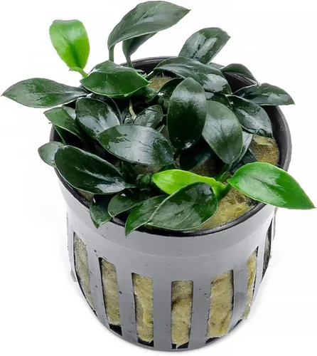 Miniatura 14 de SubstrateSource Plantas vivas – Anubias Hastifolia (Anubias hastifolia) – Luz baja a moderada, hojas en forma de flecha de color verde medio a