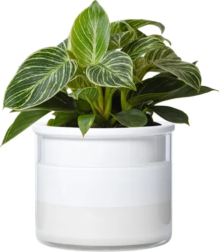 Maceta auto-regante Phoenix Vine de 6 pulgadas, diseño en terracota blanca para plantas, maceta cilíndrica de terracota interior con jarrón de Blanco