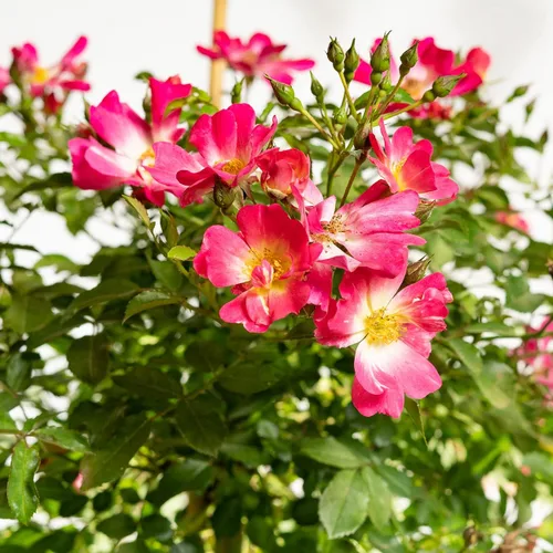 Miniatura 5 de Perfect Plants Perfect Plants Rosa Drift Rose Tree de 3 a 4 pies Árboles vivos para plantar al aire libre Flores que reflorecen durante todo