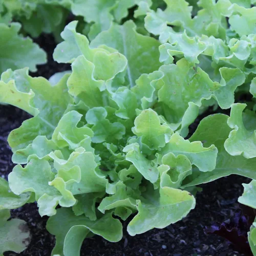 Semillas de lechuga de hoja verde orgánica, paquete de 0.04 oz ~893 Semillas, sin OMG, certificado orgánico, reliquia - Huerto - Lactuca Sativa