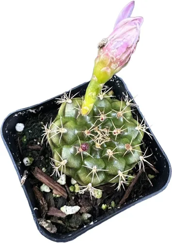 Plantas de cactus vivas de USKC (Maceta de 5 cm Gymnocalycium damsii VAR. tucavocense)