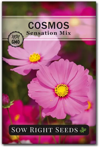Sow Right Seeds - Sensation Cosmos Flower Seed para plantar - Paquete de reliquia sin OMG con instrucciones para crecer - Corta y vuelve a aparecer