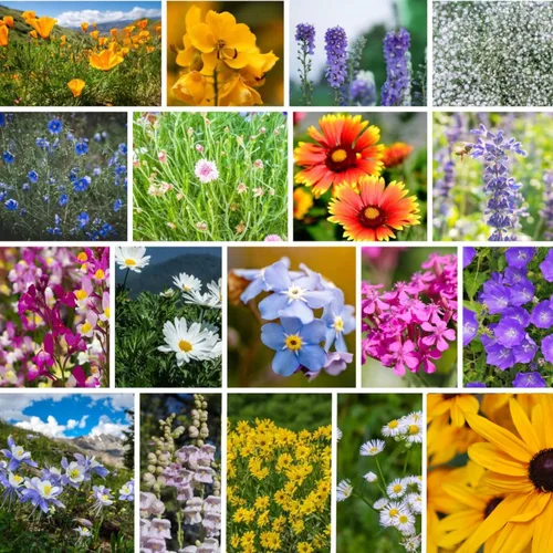Miniatura 6 de Todas las semillas de flores silvestres anuales mezcladas para plantar - 1 lb ~16,000+ semillas - 21 variedades incluyendo amapola de California