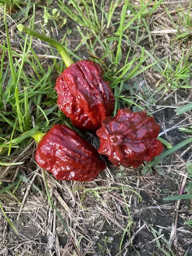 Miniatura 4 de Chocolate Naga Brain Ultra Hot Pepper Semillas prémium para plantar paquete