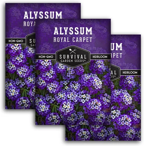 Miniatura 11 de Semillas de Alyssum para plantar - Sweet Royal Carpet Purple Alyssum - Flor perenne fragante y cobertura del suelo - Semillas autóctonas