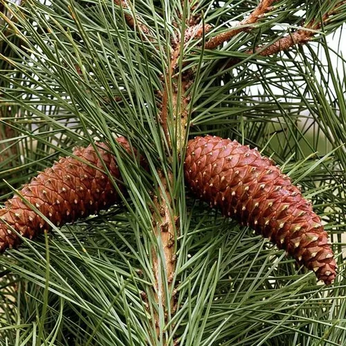 Miniatura 4 de Pinus Pinaster (Maritime Pine, Cluster Pine) Semillas de árbol, aspecto atractivo, follaje de hoja perenne, semillas de MySeeds.Co, elige