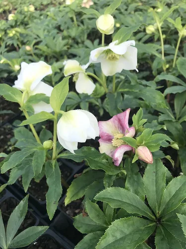 Miniatura 3 de 3 contenedores de rosa de cuaresma/heleboros mixtos en macetas de 6,35 cm - ¡Ideal para la plantación de otoño!