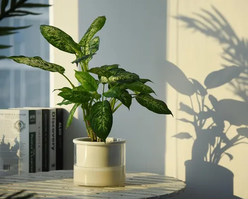 Miniatura 7 de Maceta auto-regante Phoenix Vine de 6 pulgadas, diseño en terracota blanca para plantas, maceta cilíndrica de terracota interior con jarrón de Blanco