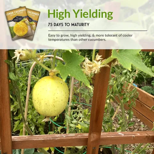 Miniatura 6 de 1 paquete de semillas de pepino de limón para plantar, paquete con instrucciones para cultivar pequeños pepinos amarillos en el huerto de tu hogar