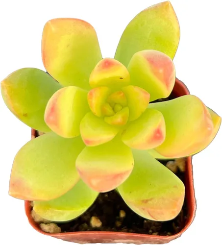 Sprout N Green Sedum Golden Glow | Sedum adolphi Golden Glow, 1 mini planta suculenta viva totalmente enraizada en maceta de 2 pulgadas, planta de