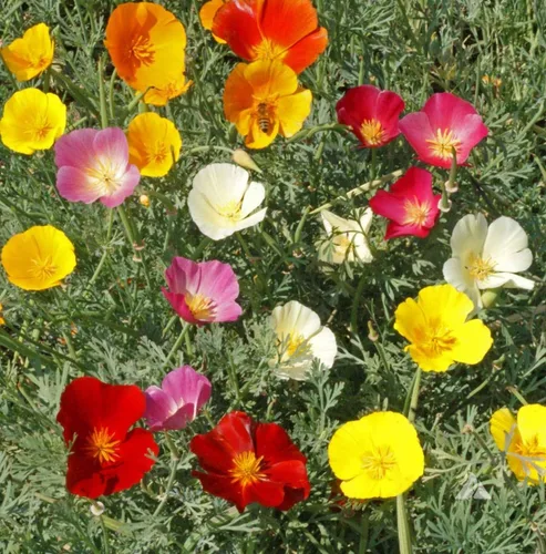 Miniatura 2 de Semillas California Poppy Mix Eschscholzia Flores anuales