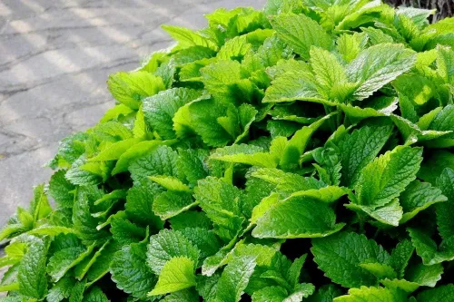 Miniatura 3 de Semillas de menta para plantar en exteriores e interiores, más de 500 semillas sin OMG para jardín de hierbas