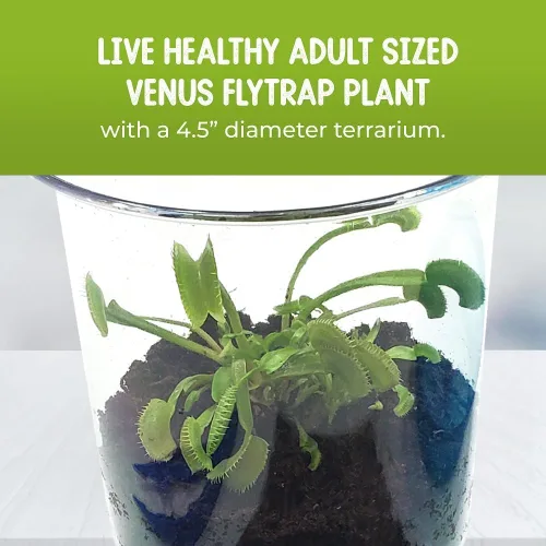 Miniatura 4 de Venus - Trampa para moscas con terrario azul de 4.5 pulgadas + plantas carnívoras paquete de alimentos con pinzas de alimentación, suelo para Tapa