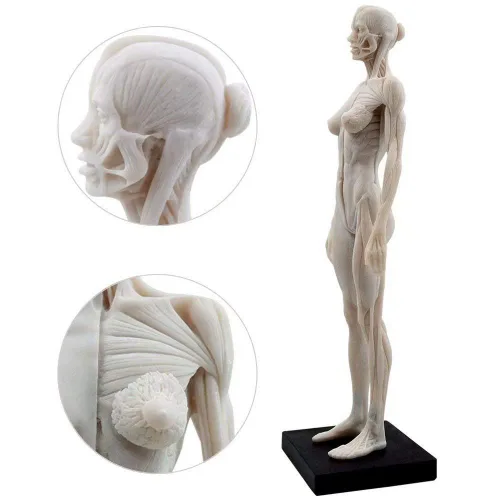 Miniatura 3 de Modelo anatómico musculoesquelético global de cuerpo humano de 11 pulgadas para estudio y enseñanza (hembra)