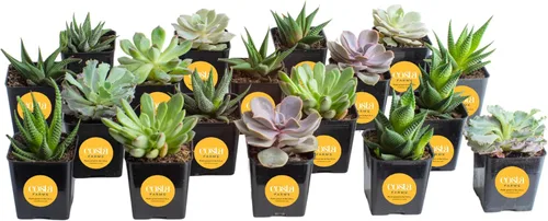 Plantas vivas HAWORTHIA de Costa Farms, Grower's Choice