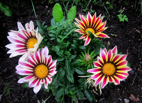 Semillas Treasure Flower Mix African Daisy Gazania Flores perennes