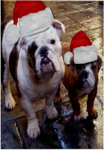 Miniatura 6 de 3dRose English Bulldog Christmas Wearing Santa Hats 11x12 Wash Cloth for Face and Body