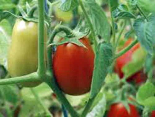 Miniatura 4 de Tomate, Roma italiano, reliquia, más de 21 semillas, deliciosa fruta roja sabrosa