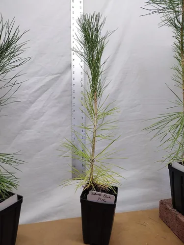 Miniatura 3 de Pino negro japonés Árbol de 1 año en maceta de vivero. Pinus thunbergii. Pino Thunbergiana. Pino verde. Listo para paisaje o bonsái