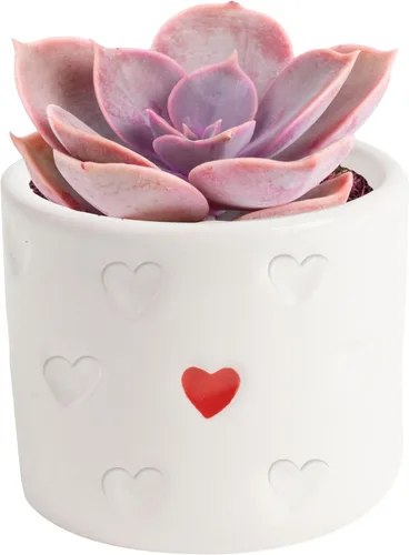 Costa Farms Mini planta viva suculenta en maceta decorativa, fácil de mantener, planta de interior suculenta, perfecta para decoración del hogar,