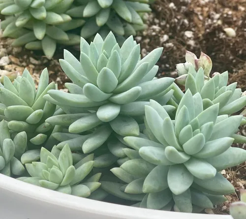 Miniatura 5 de Planta Suculenta Burrito Azul Sano Sedeveria para Interior - Plantas Suculentas Vivas - Totalmente Enraizada en Maceta de 4 Pulgadas - Suculentas