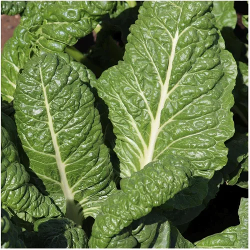 Miniatura 2 de Everwilde Farms - Semillas de acelgas suizas Fordhook de 1/4 libras - Gold Vault