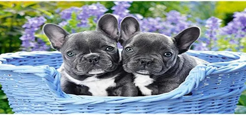 Miniatura 2 de Castorland CSC104246 - Rompecabezas de cachorros de bulldog francés, 1000 piezas, multicolor