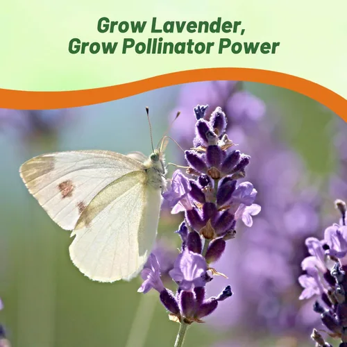 Miniatura 5 de Outsidepride Semillas de lavanda inglesa, 10000 piezas de semillas de hierbas perennes, tolerantes a la sequía y aptas para polinizadores