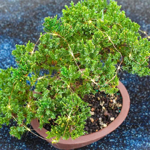 Miniatura 2 de Enebro de montículo verde con luces
