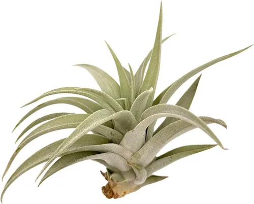 Miniatura 67 de ragnaroc Air Plants - Floración Tillandsia Bulbosa Belice, gigante de 7-9 pulgadas, 1 unidad, llegada en vivo garantizada, plantas