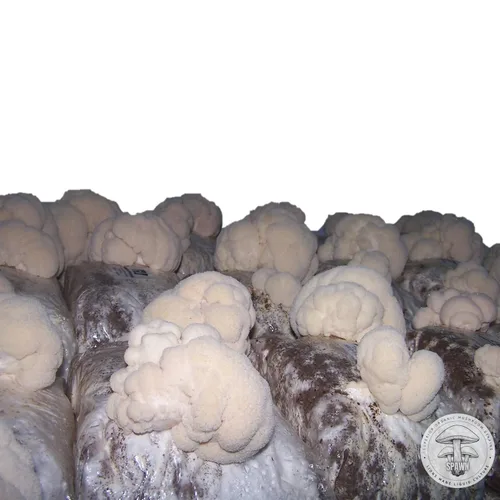 Miniatura 4 de Melena de León (Hericium Erinaceus) Cultivo Líquido 20mL Sustrato Micología