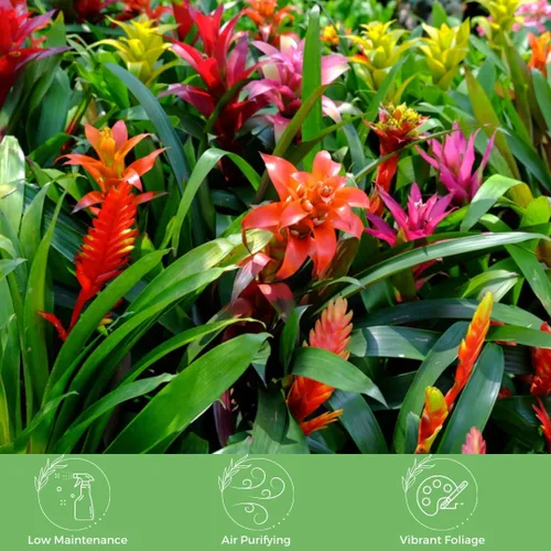 Miniatura 3 de American Plant Exchange Bromelia viva Guzmania – Maceta de 6 pulgadas – Planta de interior tropical colorida con flores brillantes de larga