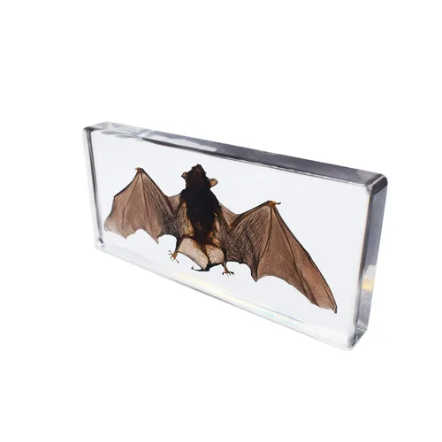 Miniatura 2 de Espécimen de murciélago real de taxidermia grande, espécimen de animales en resina para ciencias, aula, educación científica, grande
