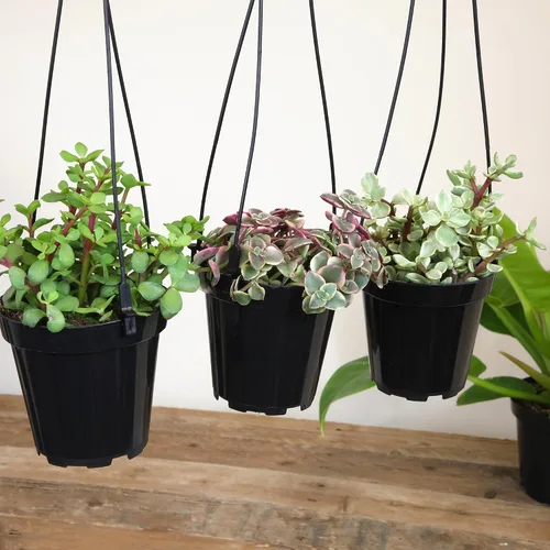 Miniatura 9 de Altman Plants Suculentas colgantes (paquete de 3) en cestas colgantes de 3.5 pulgadas para plantas, cadena de perlas, calico gatito crassus