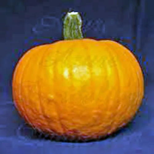 Miniatura 3 de Semilla de calabaza, Mammoth Gold, Heirloom, orgánico, sin Gmo 500 semillas, calabazas grandes