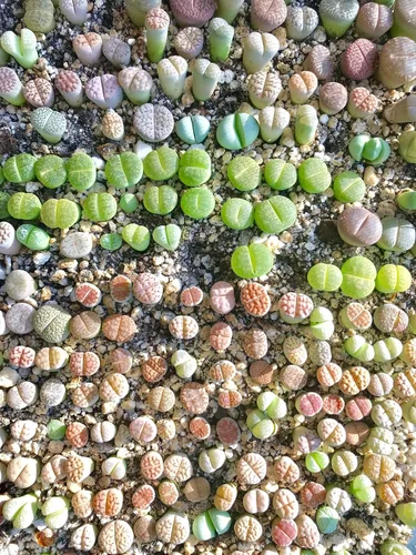 Miniatura 2 de Lithops - Kit de semillas de 25 semillas con plántulas vivas y germinación (paquete de 25 + 5 plántulas vivas + kit de germinación)