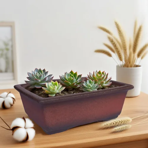 Miniatura 5 de MUZHI Maceta decorativa de cerámica para bonsái de 8.5 pulgadas con bandeja, maceta rectangular transpirable sin esmaltar de arcilla de terracota