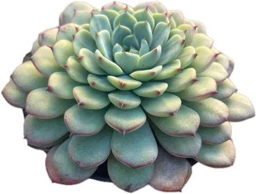 Miniatura 12 de Plantas suculentas vivas, variedades variadas en dos tamaños de maceta, plantas de fácil cuidado para interiores y exteriores, GNEM