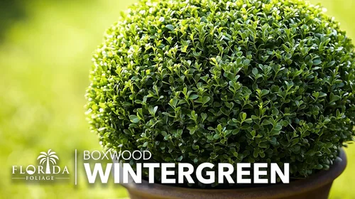 Miniatura 3 de Wintergreen Boj 1 planta viva de 4 pulgadas Buxus Microphylla Arbusto de hoja perenne, follaje denso, jardín formal, bajo mantenimiento, seto