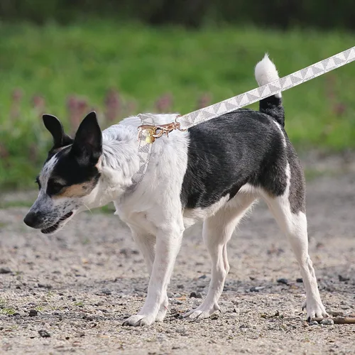 Miniatura 7 de Collar de cuero para perro y correa de 4 pies, collar básico ajustable con patrón de campana a cuadros, collar y correa de cuero duradero