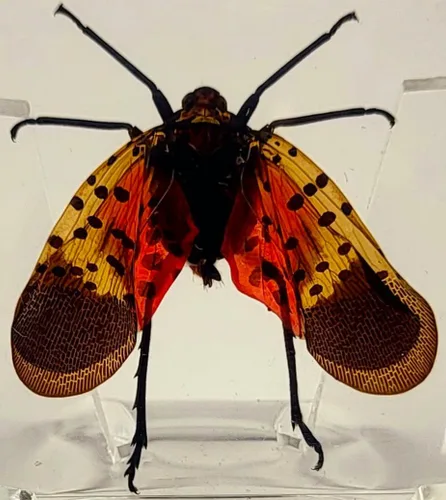 Miniatura 19 de 44mm Escorpión real asiático gigante en resina de lucite transparente cristal, especímenes de artesanía, insectos de animales varios, colección