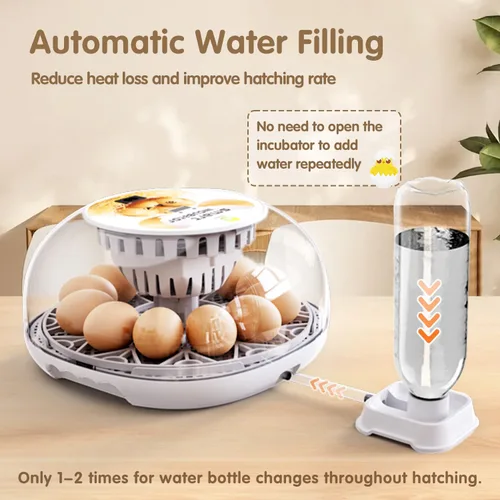 Miniatura 3 de Incubadoras para incubar huevos de codorniz, 12 huevos con giro automático de huevos y control de humedad, visualización de 360° para pollo, patos