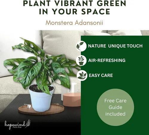 Miniatura 7 de Planta de queso suizo Monstera Adansonii, declaración única y hermosa en cualquier espacio, pulgares verdes hacia arriba y los favoritos