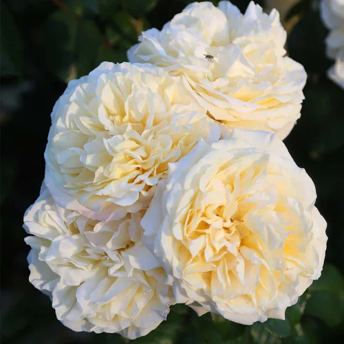 Rosas de té híbridas de reliquia, planta de raíz propia viva para jardín al aire libre, Moonlight Romantica®, muy fragantes, zonas de rusticidad: