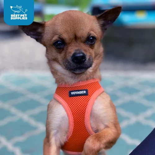 Miniatura 45 de Best Pet Supplies Voyager Step-in Air Arnés – Malla para todo clima, reflectante, arnés antitirones para perros y gatos, seguro con cierre de gancho