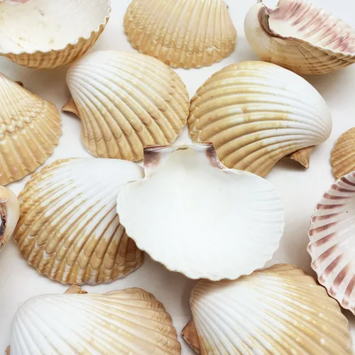 Miniatura 6 de Conchas marinas Pepperlonely, vieiras de diferentes tamaños