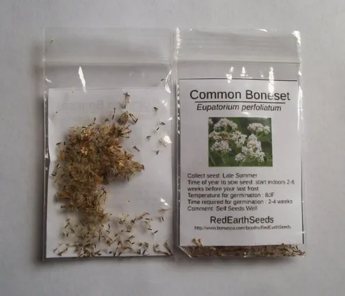 Miniatura 2 de Common Boneset/Eupatorium perfoliatum - 100 semillas (cultivadas orgánicamente)