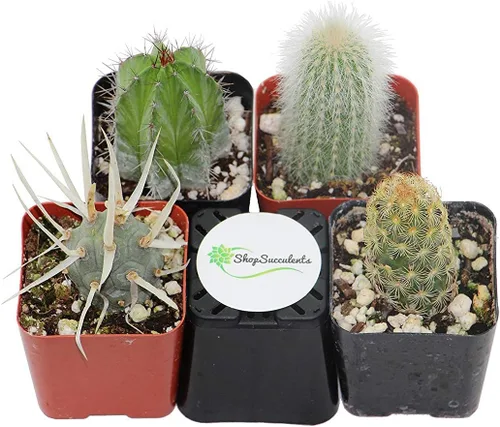 Miniatura 3 de Shop Succulents Colección Cool Cactus de plantas suculentas vivas, paquete variado seleccionado a mano de cactus Colección de 4